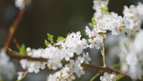 Zarte-Blüten-Des-Blühenden-Kirschbaums