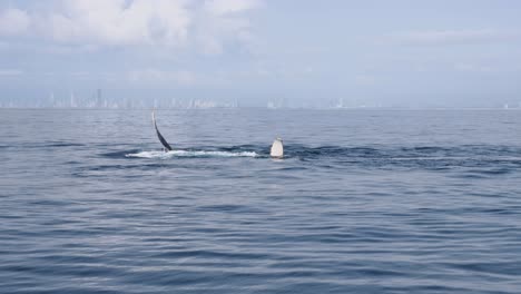 Whales-slapping-pectoral-fins-against-the-ocean-surface-close-to-a-city-skyline-foreshore