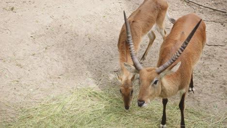 male-red-lechwe-with-horns-and-female-are-eating-hay