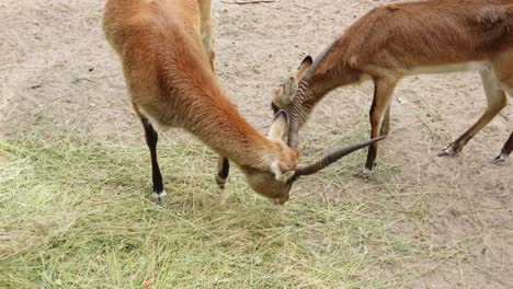 male-red-lechwe-with-horns-and-female-are-eating-hay