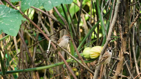 Alerted-Eurasian-Tree-Sparrow-Shoot-up-Perched-in-Tangle-Srub-Twigs
