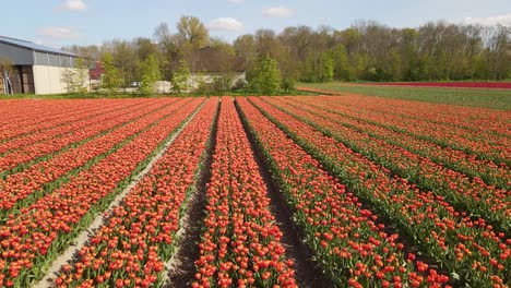 Closely-moving-over-orang-tulipe-field-aerial