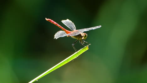 Autumn-Darter-Dragonfly-With-Red-Body-Landing-on-Green-Grass-Stem---closeup