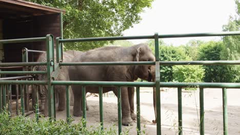 Zwei-Elefanten-In-Ihrem-Käfig-Im-Zoologischen-Garten