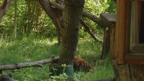 Panda-Rojo-Caminando-En-Su-Recinto-En-El-Zoológico-De-Gdańsk---Tiro-De-ángulo-Bajo