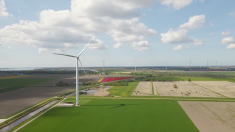 Windturbine-Und-Tulpenfeld-Im-Hintergrund-Vorwärtsbewegung