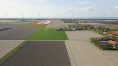 Niederländische-Agrarlandschaft-Mit-Tulpenfeldern-Und-Windkraftanlagen-Am-Meer