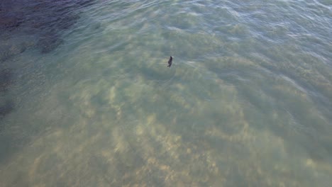 Schaumige-Wellen-Mit-Babyrobben,-Die-An-Der-Goldküste,-Queensland,-Australien-Schwimmen-–-Drohnenaufnahme