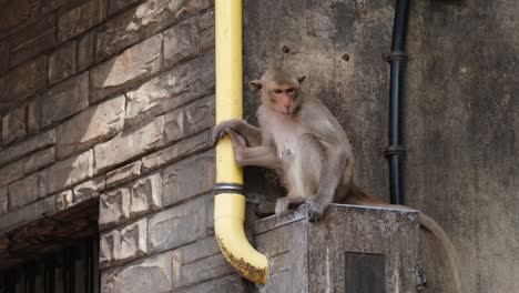 Female-Long-tailed-Macaque-Macaca-fascicularis-with-its-baby-sitting-on-top-of-an-electric-box,-outside-of-a-building-in-Lopburi-province,-Thailand