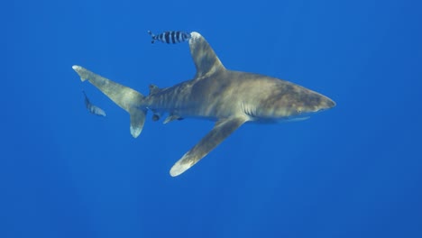Un-Raro-Tiburón-Oceánico-De-Punta-Blanca-Golpea-La-Cámara-Con-La-Nariz-En-Cámara-Lenta-En-Mar-Abierto-En-La-Isla-Cat-En-Las-Bahamas