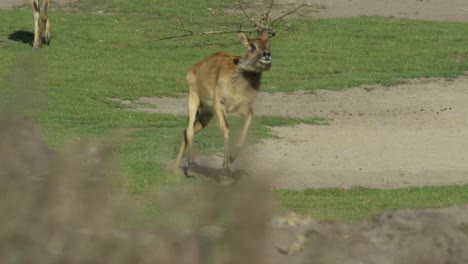 happy-deer-jumping-in-Slowmotion,-warm-and-sunny-day,-RED-4K