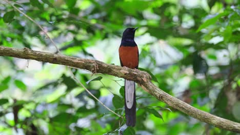 Chirping-and-singing-as-if-it-is-a-concert-for-this-bird,-White-rumped-Shama-Copsychus-malabaricus,-Thailand