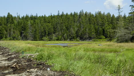 View-from-a-New-England-area-beach-of-saltwater-marsh-area-and-pine-forest-in-the-distance