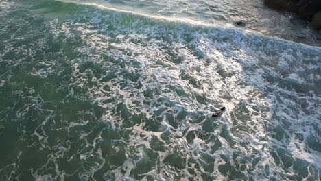 Baby-Seal-Swimming-In-Scenic-Ocean-Of-The-Spit-Beach-In-Gold-Coast,-Queensland,-Australia---aerial-drone-shot