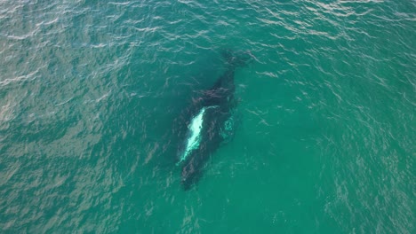 Mother-Humpback-Whale-With-Its-Baby-In-The-Ocean-In-NSW,-Australia---aerial-shot