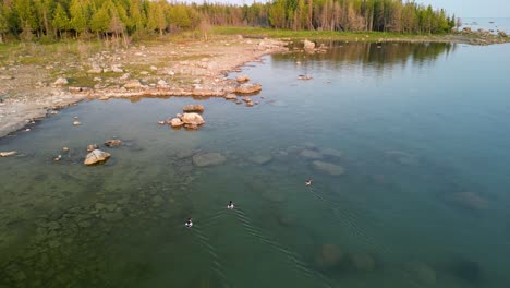 Aerial-descent-of-Merganser-ducks-swimming-along-shoreline-in-forested-wilderness-area