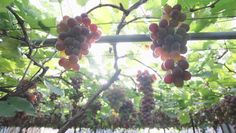 Mature-grapes-hang-on-the-branches,-making-them-look-tempting-under-the-sunlight