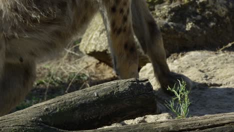 Hyäne-Schaut-Sich-Um-Und-Bewegt-Den-Kopf,-Warmer-Und-Sonniger-Tag,-Rot-4k