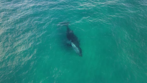 Mother-And-Baby-Humpback-Whales-In-Turquoise-Seascape-In-Australia---aerial-drone-shot