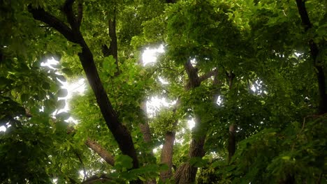 static-shot-looking-up-to-the-branches-of-a-large-oak-tree-with-light-peaking-through-the-leaves-and-branches