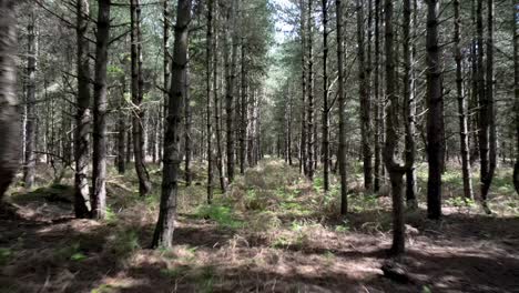 Schnelle-Bewegung-Zwischen-Waldbäumen-Im-Rendlesham-Wald-Am-Meldeort-Des-UFO-Landungsvorfalls,-Suffolk,-England