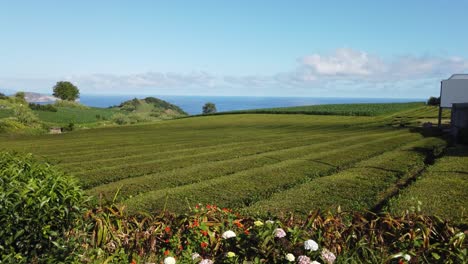 Tea-plantation-of-"Cha-Gorreana"-tea-factory-in-Maia,-San-Miguel-Island,-Azores,-Portugal---July-22,-2023