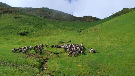 Rebaños-De-Ovejas-En-Nepal-Corren-Hacia-La-Tierra-Verde-Y-Cubierta-De-Hierba-Y-Paisajes-Montañosos-Con-Vegetación-Por-Todas-Partes