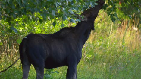 Beautiful-Mom-Moose-eating-leaves-on-the-side-of-the-road-in-Island-Park,-Idaho,-USA