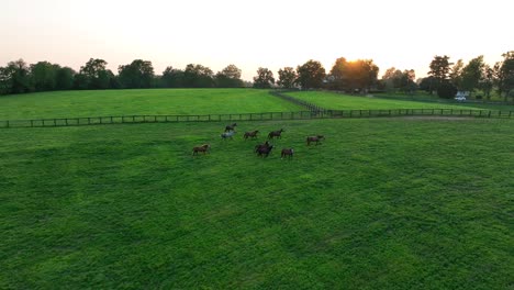 Thoroughbred-horses-running-through-grass-pasture-in-Kentucky