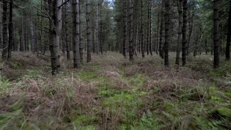 Low-reverse-between-Rendlesham-forest-woodland-trees-where-the-report-of-alien-UFO-landing-lights-occurred