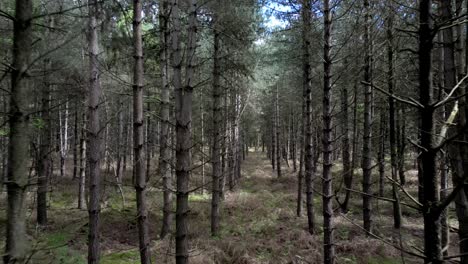 Slowly-moving-between-Rendlesham-forest-woodland-trees-at-the-reporting-of-alien-UFO-lights-phenomenon