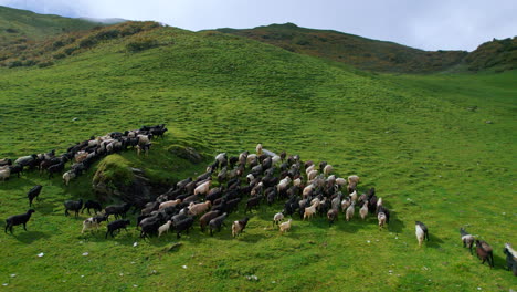Flocks-of-sheep-graze-high-Nepal's-green-landscape,-movement-of-animals-in-groups,-unique-drone-shot-Heavenly-environment