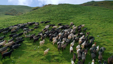 Sheep-move-upward-green-hill-landscape-of-Nepal-in-flocks-to-graze-grasses