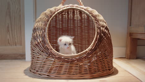 Incredibly-cute-white-fluffy-kitten-sits-alone-in-wicker-basket,-low-frontal