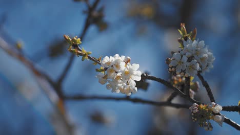 Delicate-flowers-of-the-cherry-tree-in-full-bloom
