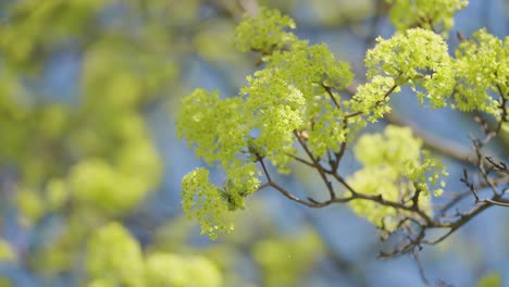 Bright-yellow-green-flowers-on-slender-branches-against-the-blue-sky