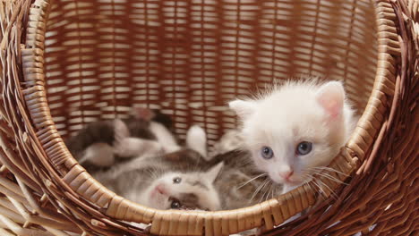 Playful-litter-of-adorable-newborn-kittens-together-in-wicker-basket,-closeup