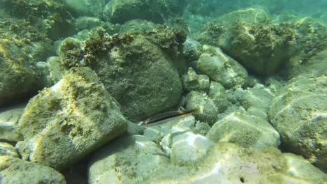 Kamm-Lippfische-Schwimmen-Und-Suchen-Zwischen-Algenbedeckten-Felsen-Auf-Dem-Meeresboden-Des-Mittelmeers-In-Einer-Spektakulären-Unterwasserszene