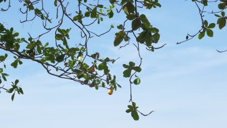 The-powerful-strong-branches-of-a-Malabar-tree-hang-on-the-blue-background-of-the-sky-above