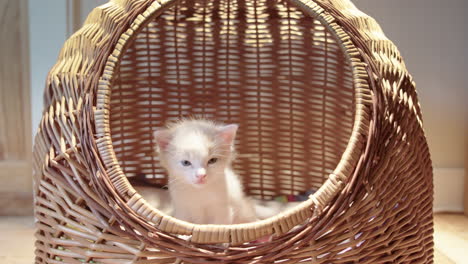 Cute-sleepy-kitten-sitting-in-rattan-basket,-close-up-frontal-view