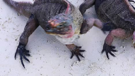 Static-video-of-someone-feeding-Northern-Bahamian-Rock-Iguanas-on-an-island-in-the-Exumas-in-the-Bahamas