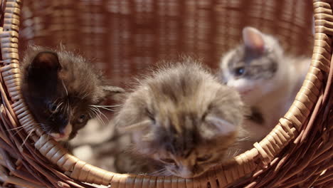 Three-cute-and-playful-kittens-exploring-edge-of-basket,-static-close-up