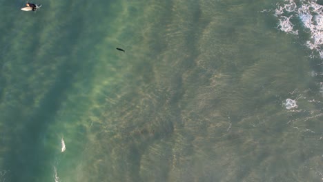 Seal-Pup-And-Surfer-Swim-In-The-Ocean-Near-Gold-Coast,-Queensland,-Australia---drone-shot