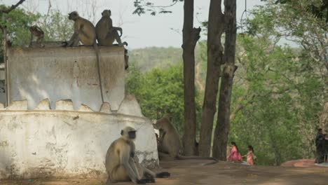 Indian-subcontinent-native-grey-langurs-also-called-old-world-monkeys-at-tourist-places