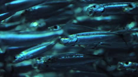 School-of-Pacific-Sardines.-Loopable,-background.-Closeup,-Static