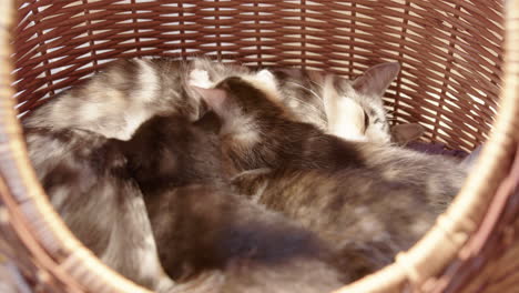 Closeup-up-view-of-newborn-kittens-drinking-milk-from-their-mom