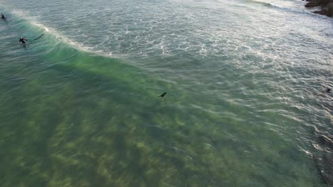 Surfers-And-Baby-Seal-Pup-In-The-Sea-In-Queensland,-Australia---aerial-shot