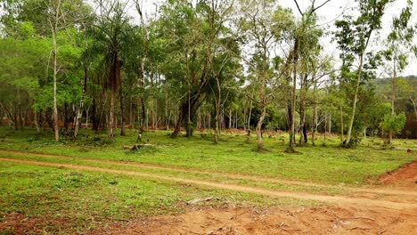 Beautiful-Forest-Of-Paraguay-In-Process-Of-Deforestation-For-Real-Estate