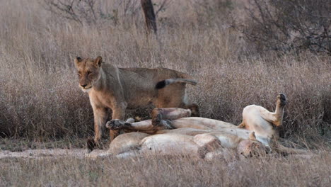A-Pride-of-Lions-Resting-in-the-Savanna