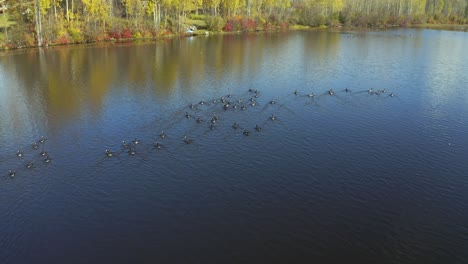 A-moving-aerial-drone-shot-approaching-Canadian-geese-in-Seymour-Lake-in-the-Smithers,-northern-British-Columbia-area-during-the-autumn-months
